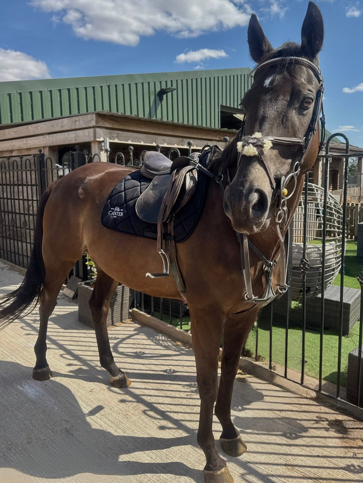 Black Saddle Pad
